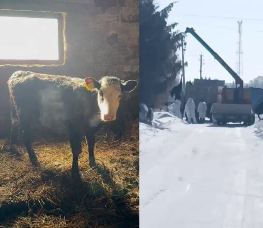 Лишенные скота новосибирские хозяйства через суд оспаривают действия властей