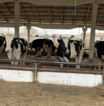 Лишившиеся скота жители Новосибирской области могут получить более 600 тысяч рублей