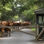 «Ничем, кроме диверсии, вспышку инфекций скота в Новосибирской области не объяснить»