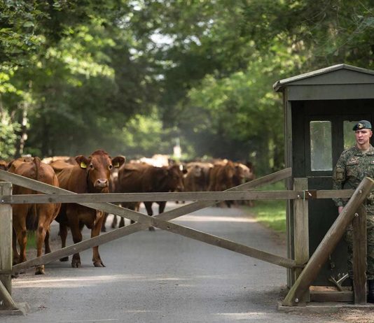 «Ничем, кроме диверсии, вспышку инфекций скота в Новосибирской области не объяснить»