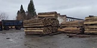 Семья «черных лесорубов»: Завершено расследование дела о 55-миллионном ущербе новосибирским лесам