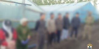 Девять нелегальных мигрантов нашли в теплицах под Новосибирском во время рейда