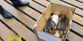 Гибель уток в Новосибирске проверяет прокуратура
